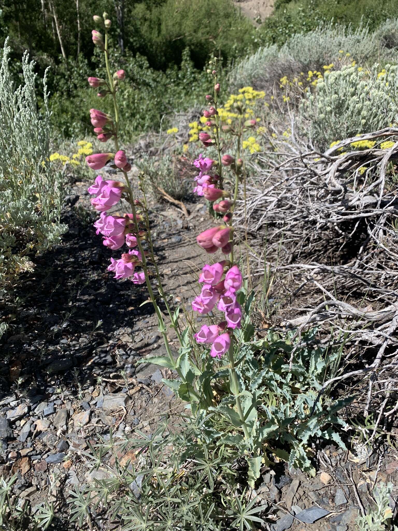 Image of Panamint beardtongue