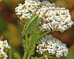 Image de Poecilimon (Poecilimon) jonicus (Fieber 1853)