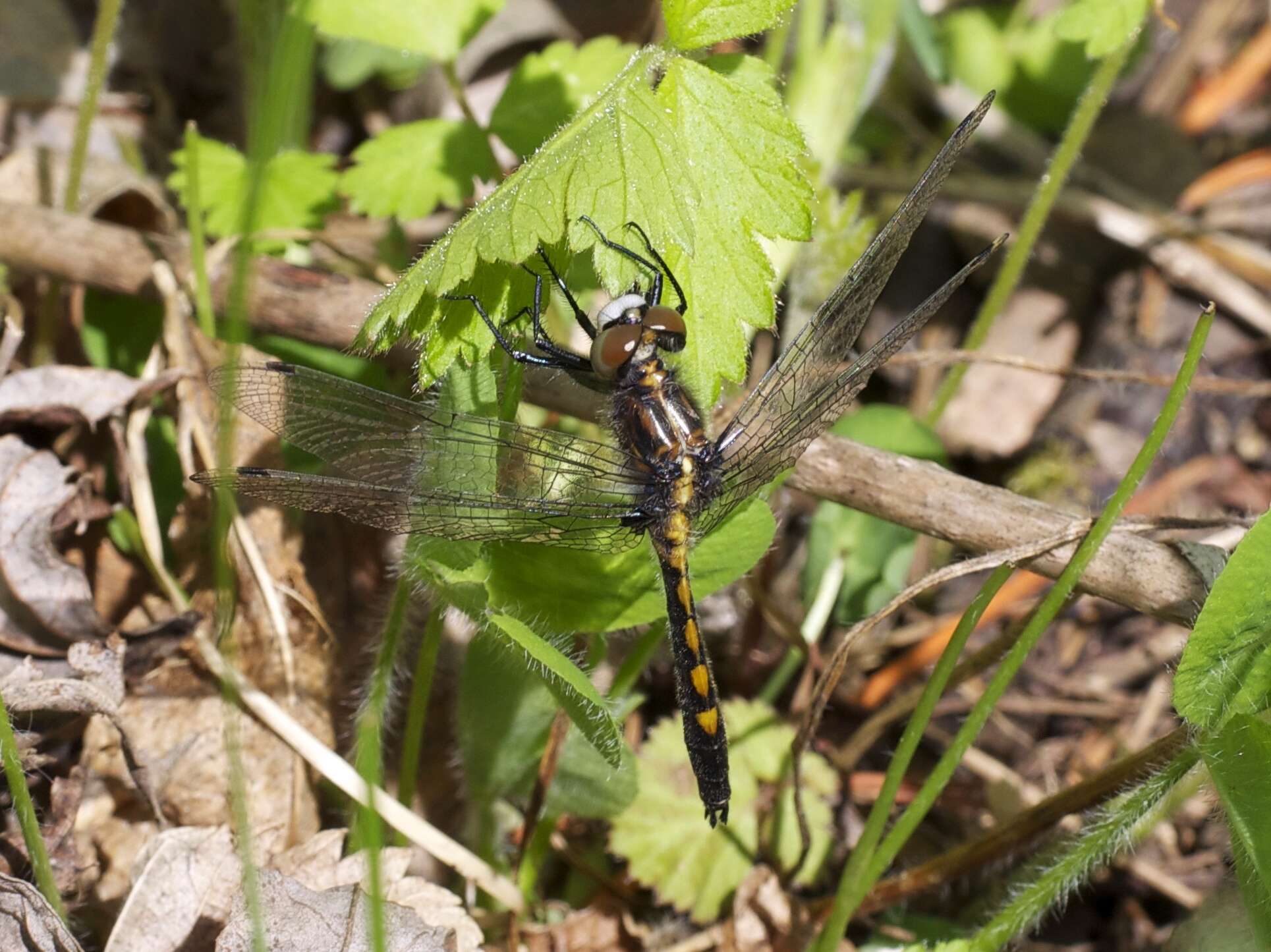 Leucorrhinia intacta (Hagen 1861) resmi