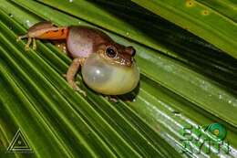 Plancia ëd Eleutherodactylus wetmorei Cochran 1932