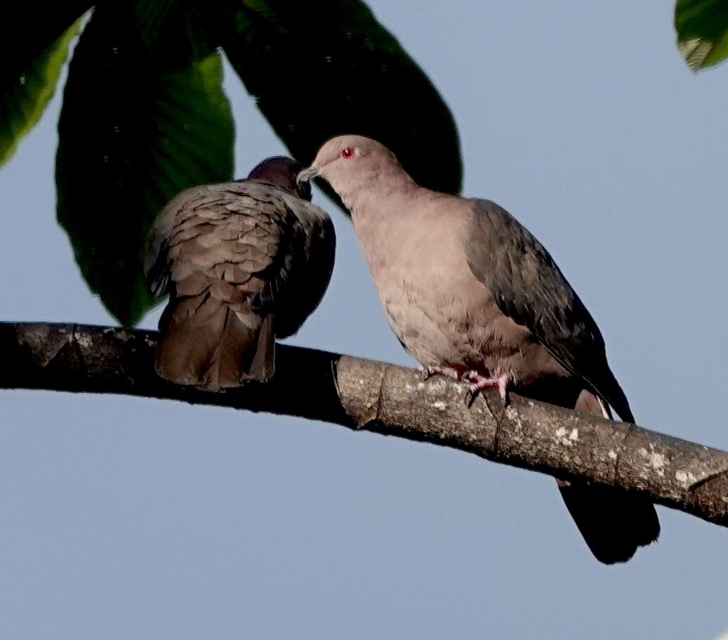 صورة Patagioenas nigrirostris (Sclater & PL 1860)