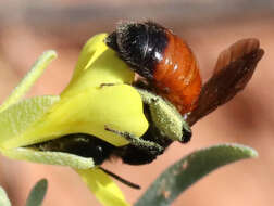 Image of Andrena prima Casad 1896