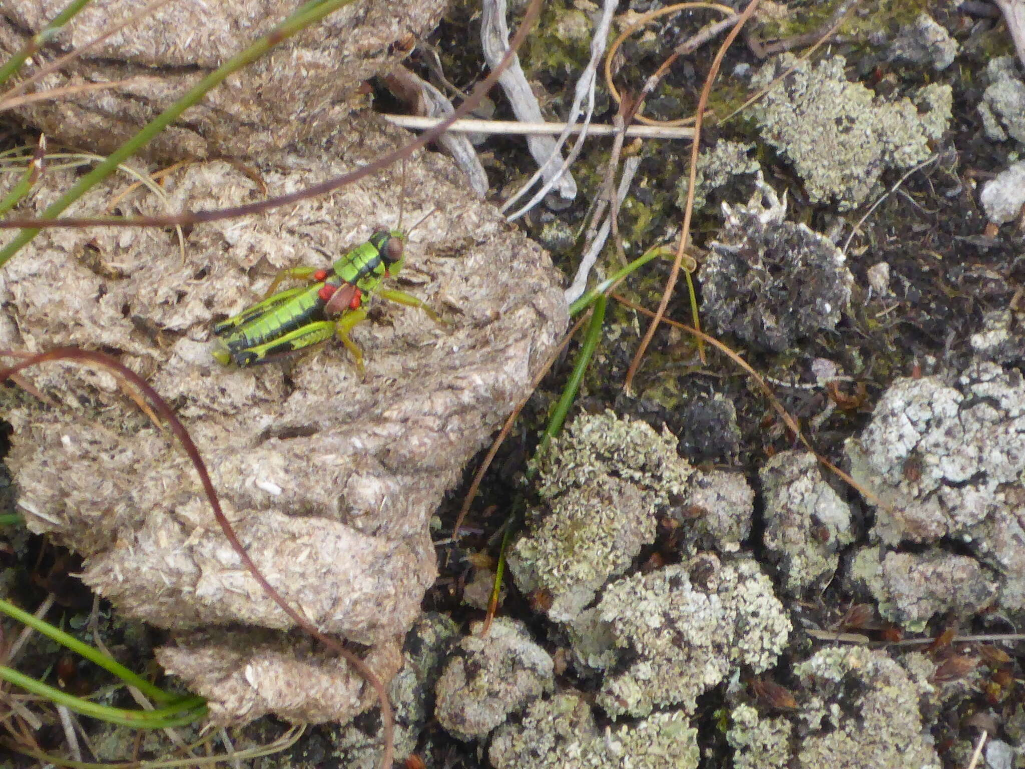 صورة Miramella (Kisella) carinthiaca (Obenberger 1926)