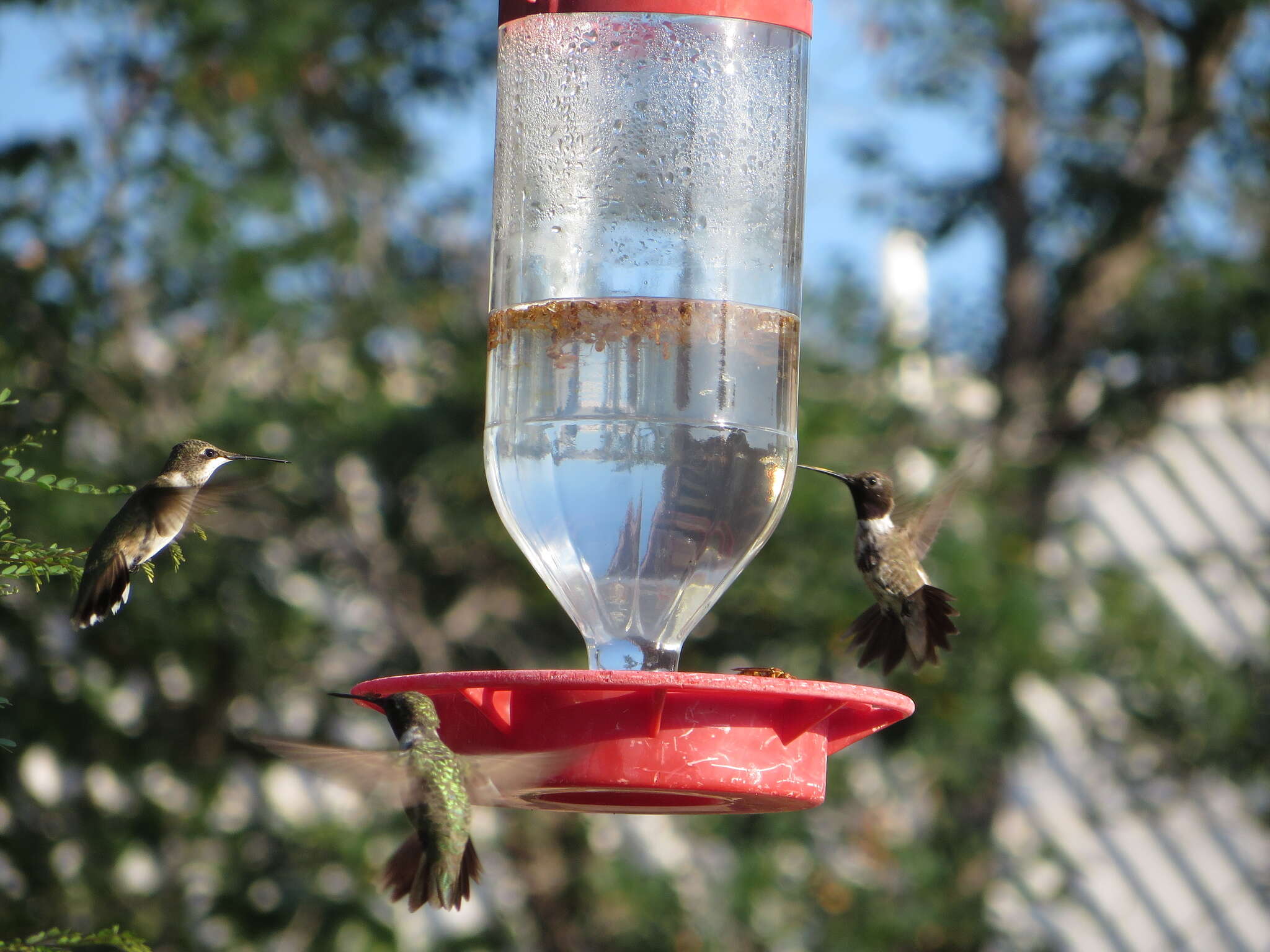 Image of Black-chinned Hummingbird