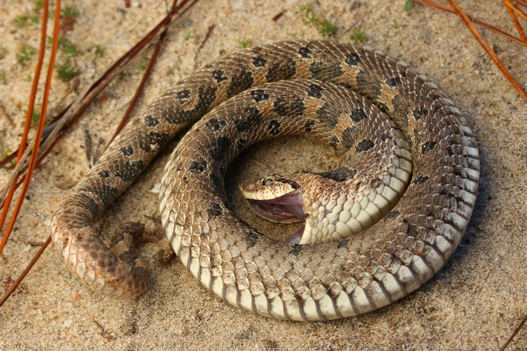 Image de Heterodon simus (Linnaeus 1766)