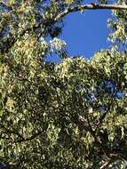 صورة Eucalyptus tereticornis subsp. tereticornis