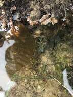 Image of Brown algae