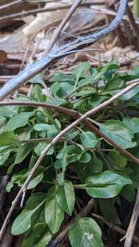 Image of low beardtongue