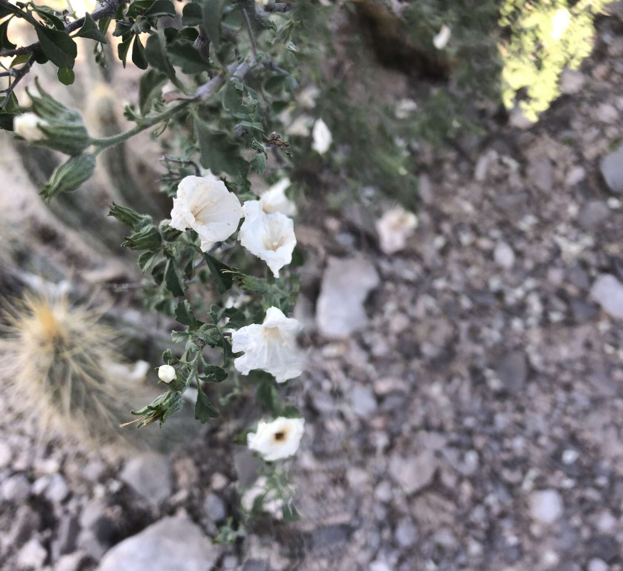 Cordia parvifolia A. DC. resmi