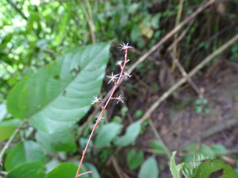 Acalypha schlechtendaliana Müll. Arg. resmi