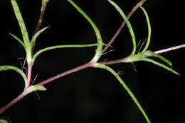 Image of sanddune cinchweed