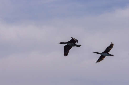 Image of Guanay Cormorant