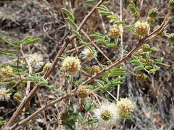 Image of Graham's mimosa