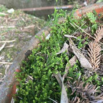 Image of Selaginella nipponica Franch. & Sav.