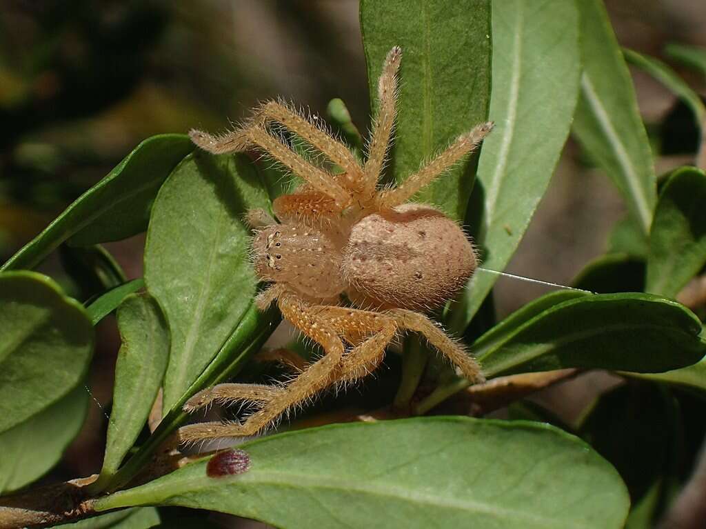 Image of Neosparassus diana (L. Koch 1875)