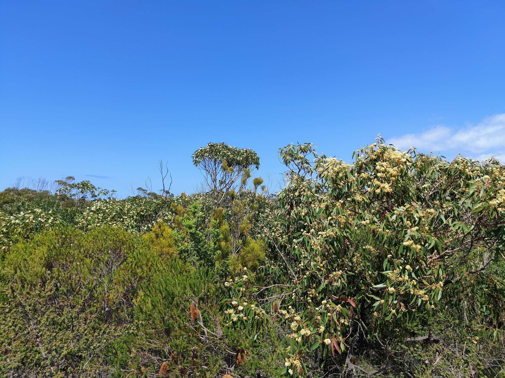 Imagem de Eucalyptus sieberi L. A. S. Johnson