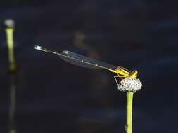 Image of Vesper Bluet