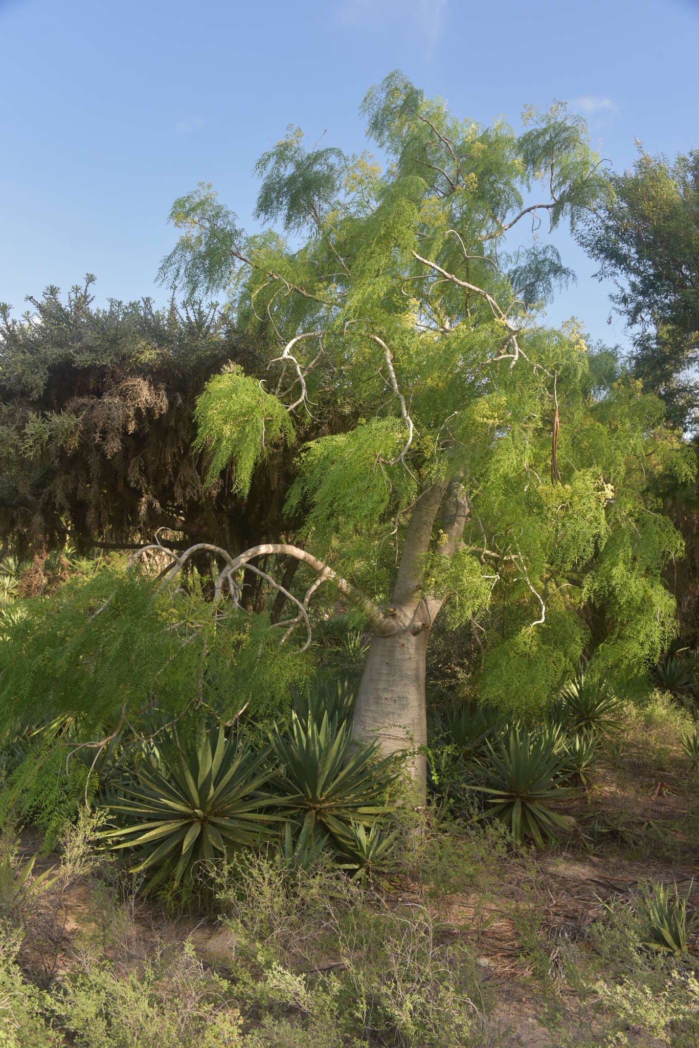 Image of Bottle Tree