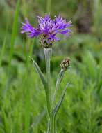 Centaurea triumfettii subsp. tanaitica (Klok.) Dostál的圖片