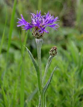 Image of Centaurea triumfettii subsp. tanaitica (Klok.) Dostál