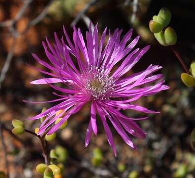 Image of Drosanthemum subcompressum (Haw.) Schwant.