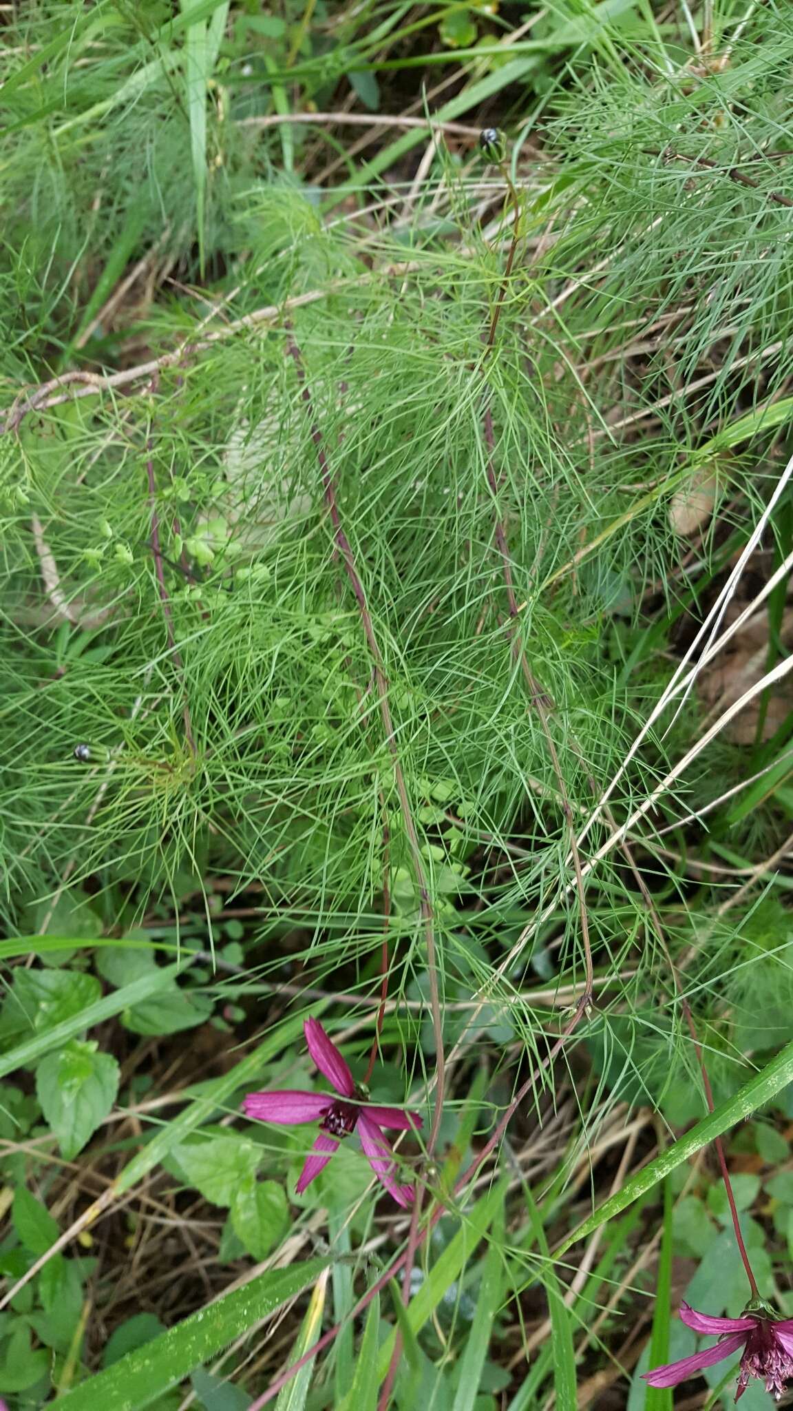 Image of Cosmos carvifolius Benth.