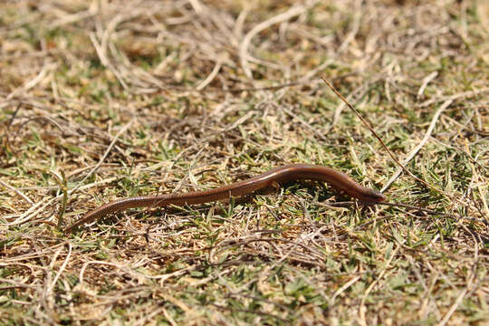 Image of Two-toed Earless Skink