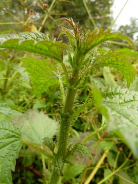 Image of Urtica kioviensis Rogow.