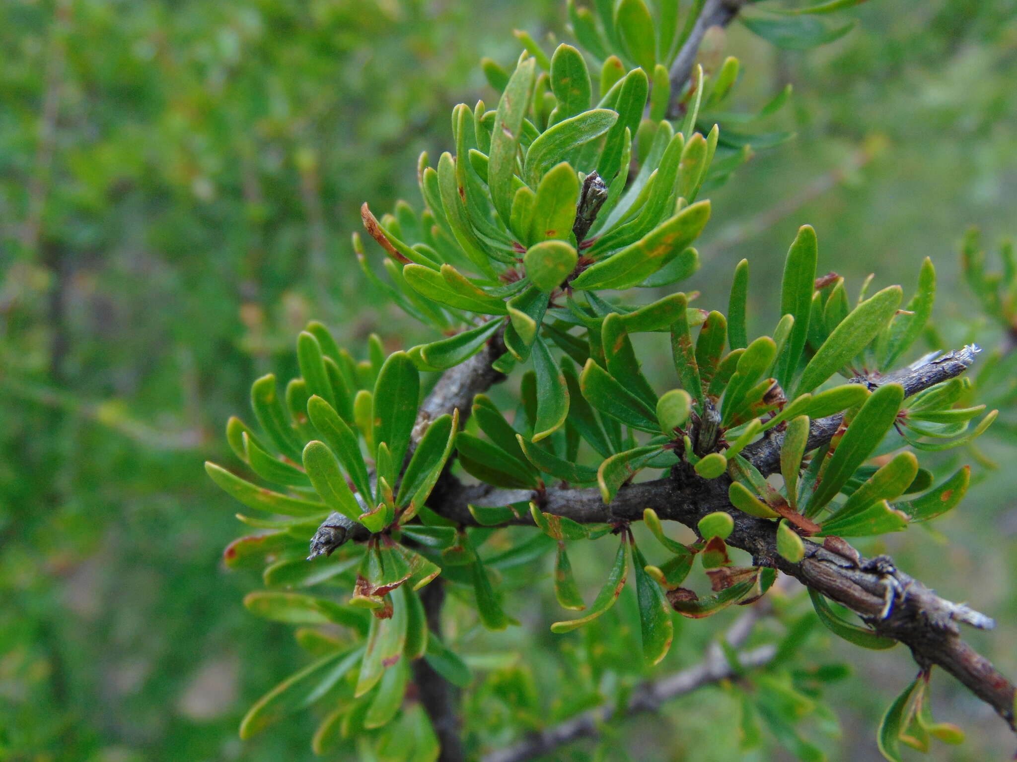 Image of Machaonia coulteri (Hook. fil.) Standl.