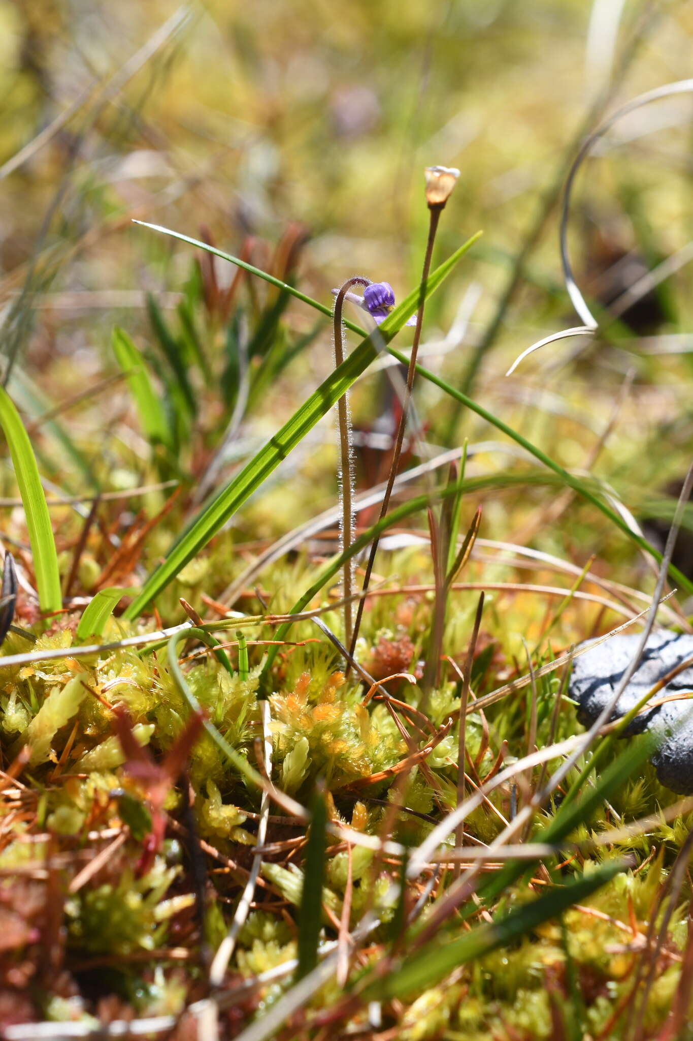 Imagem de Pinguicula villosa L.