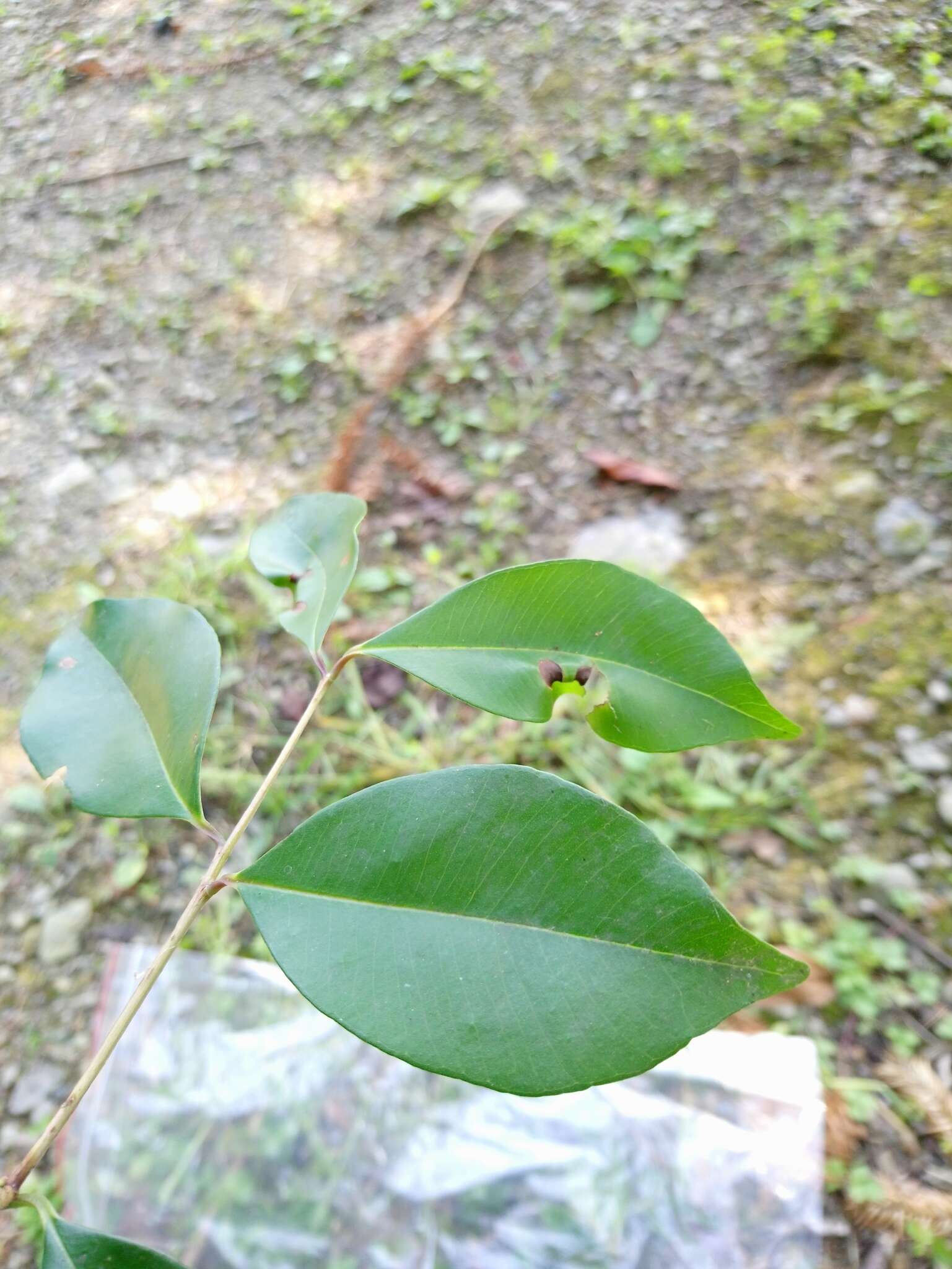 Imagem de Syzygium formosanum (Hayata) Mori