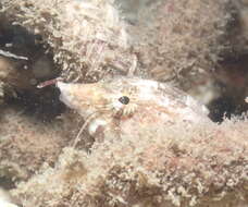 Image of grunt sculpins