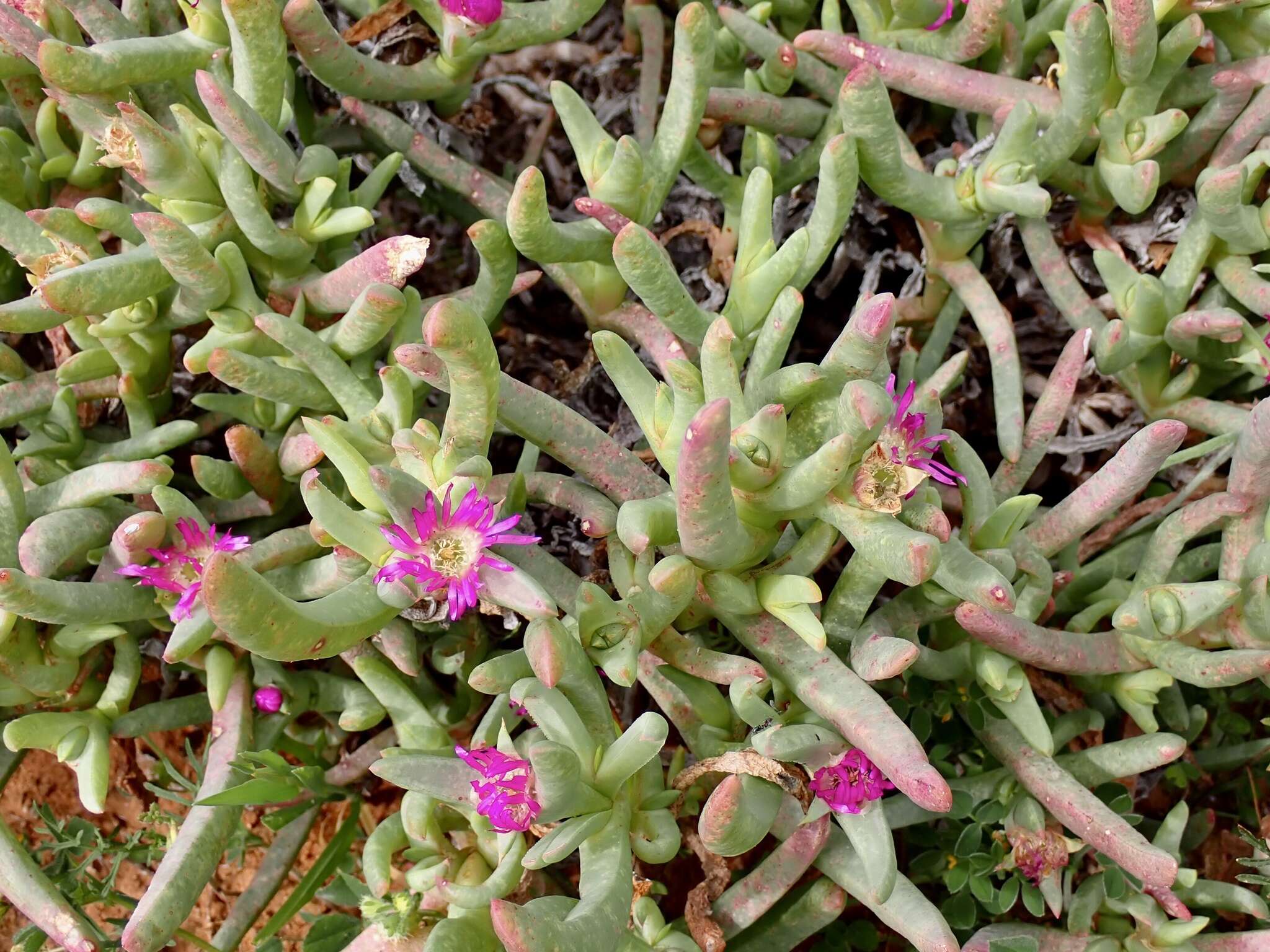 Image of Sarcozona praecox (F. Müll.) S. T. Blake