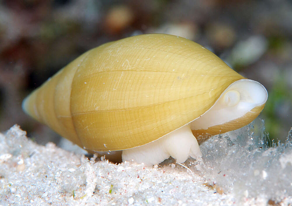 Image of Nebularia petrosa (G. B. Sowerby II 1874)