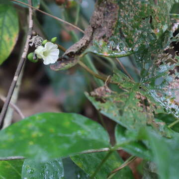 Image of Lepistemon urceolatum (R. Br.) F. Müll.