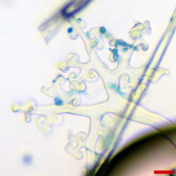 Erysiphe extensa (Cooke & Peck) U. Braun & S. Takam. 2000 resmi