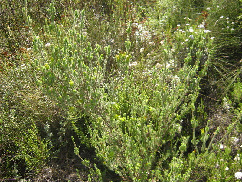 Image of Erica unicolor subsp. unicolor