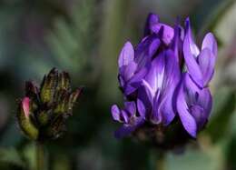 Слика од Astragalus agrestis Douglas ex Hook.