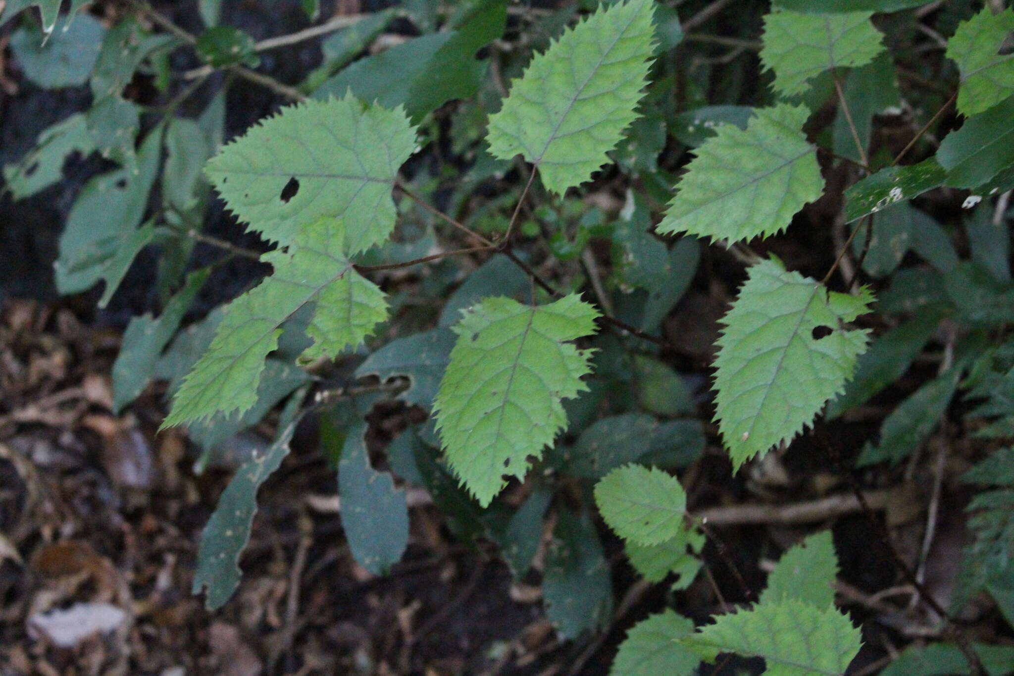 Image of wineberry