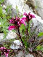 Image de Pedicularis nordmanniana Bunge