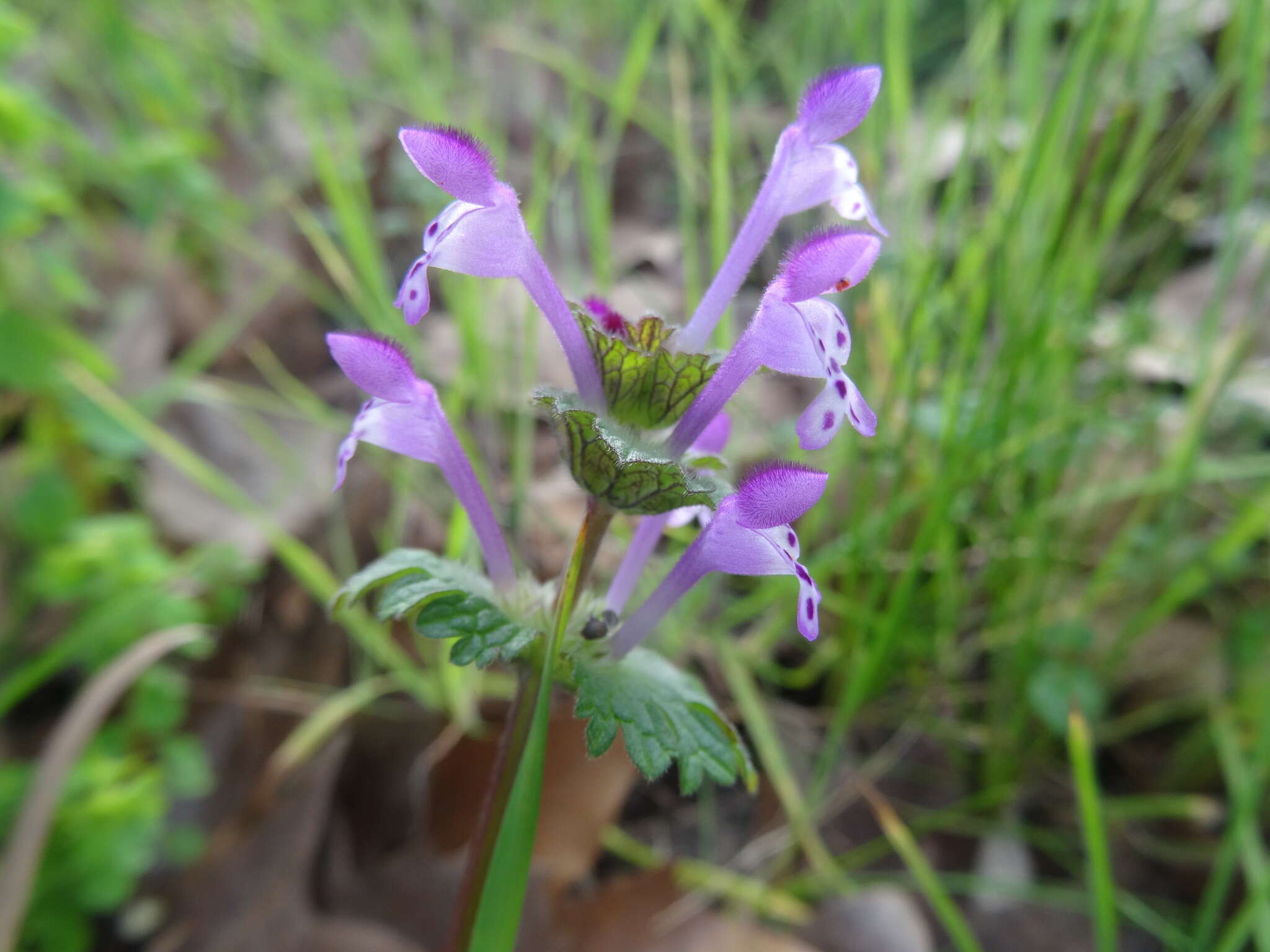 Image of common henbit