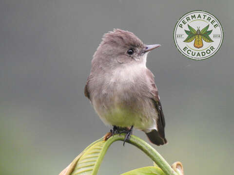 Contopus fumigatus (d'Orbigny & Lafresnaye 1837)的圖片