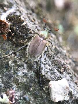 Image of Amphicoma carceli (Laporte 1832)