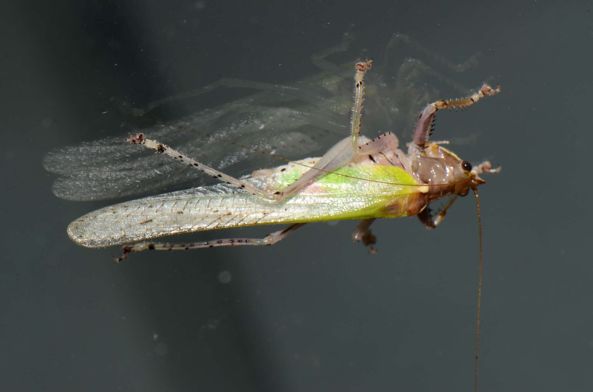 Image de Vestria punctata (Redtenbacher 1891)