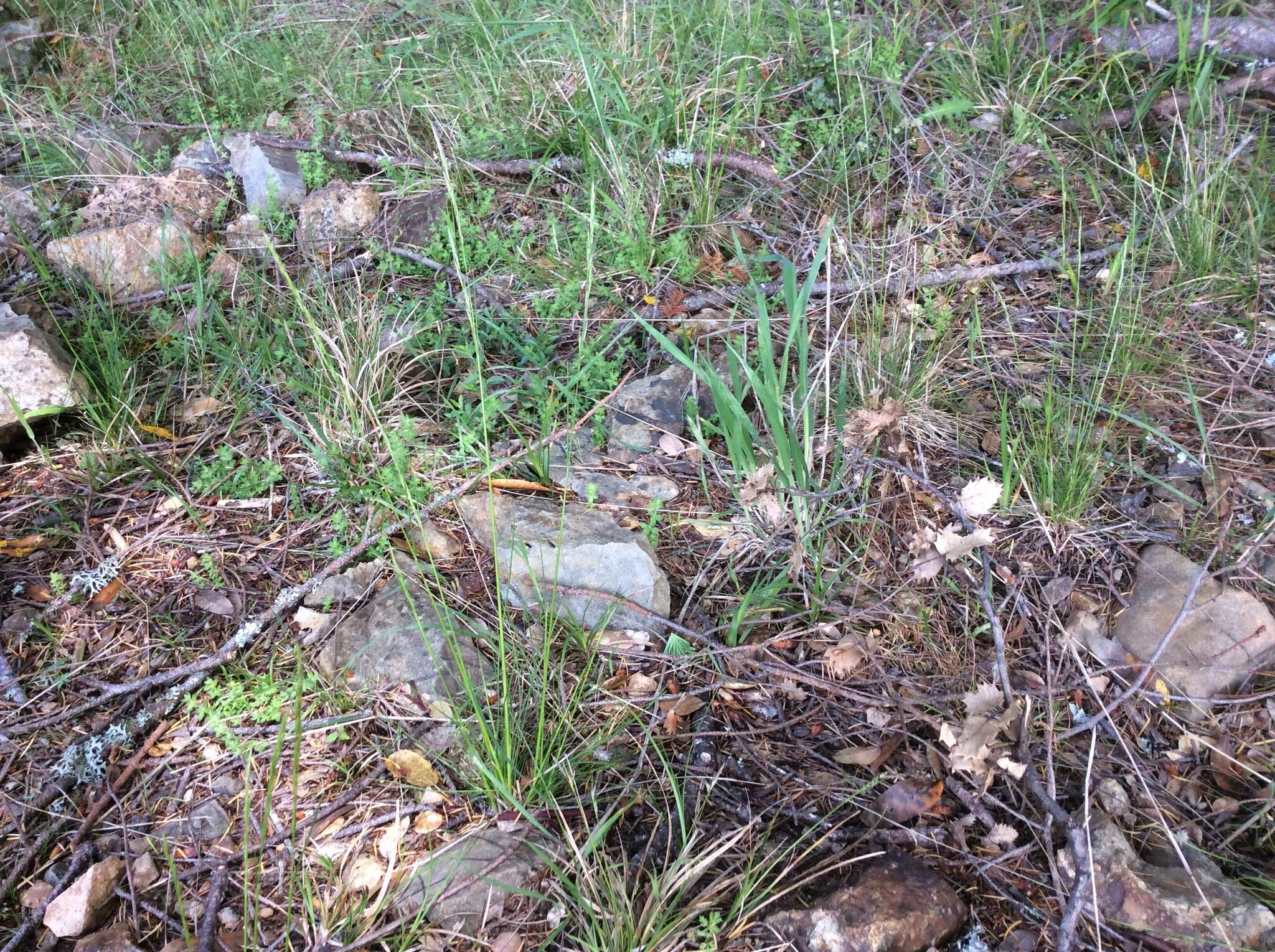 Imagem de Deschampsia elongata (Hook.) Munro