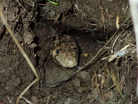 Pituophis catenifer catenifer (Blainville 1835)的圖片