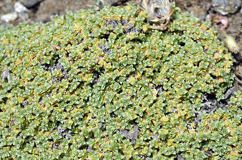 Imagem de Arenaria tetraquetra subsp. amabilis (Bory) H. Lindb. fil.