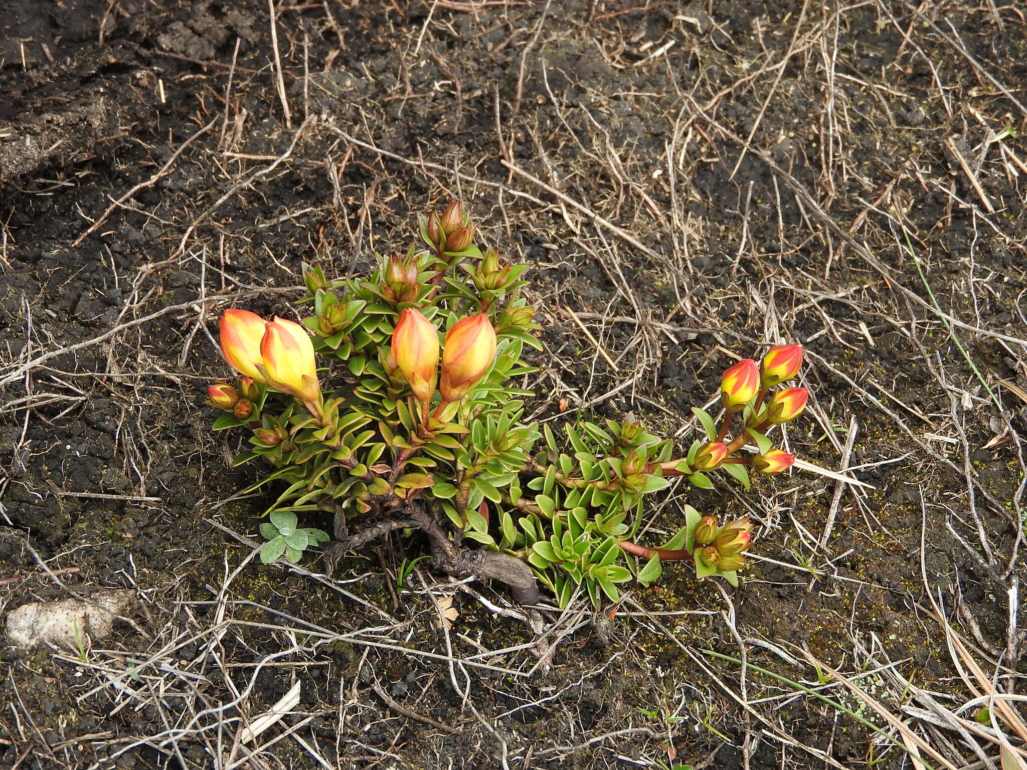 Image of Gentianella hirculus (Griseb.) Fabris