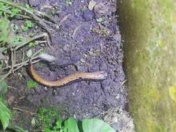 Image of Broadfoot Mushroomtongue Salamander