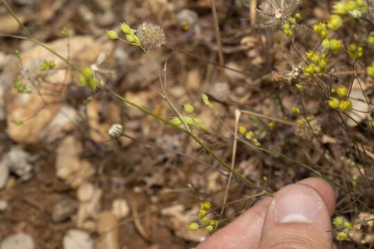 Image of Bupleurum gracile D' Urv.